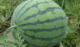 林州市最新吃瓜爆料,揭秘背后惊人真相